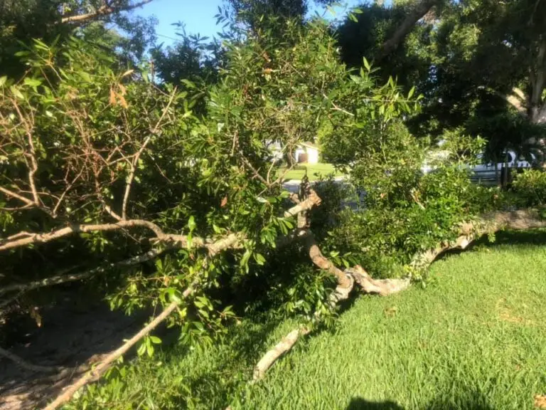 The Hazards of Having Trees on Your Property
